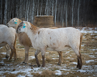 Katahdin Sheep in Alberta Canada