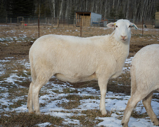 Registered Katahdin ewe at Landing Trail Katahdin Sheep in Alberta Canada