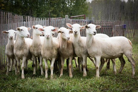 Part of our flock of Katahdin sheep in Alberta Canada